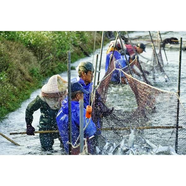 國基生態養殖  阿根廷深海生凍鮮甜魷魚 