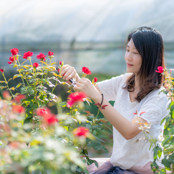 心心玫瑰園 最佳玫瑰飲品組合 玫瑰釀×1 + 玫瑰花蜂蜜醋×1 