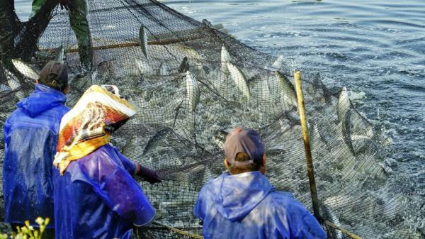 國基生態養殖 鱸魚片 三包特價 