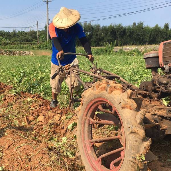 食足鮮  無毒地瓜 