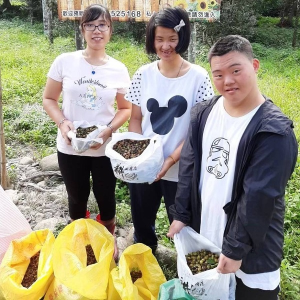 糧莘庇護農場  台灣冷壓小果苦茶油 