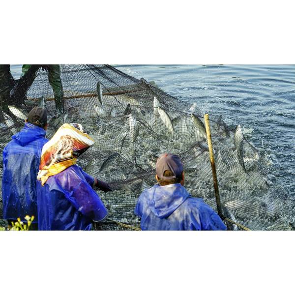 國基生態養殖  虱目魚酥 