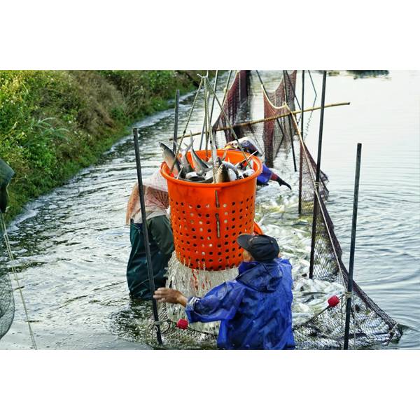 國基生態養殖  虱目魚酥 