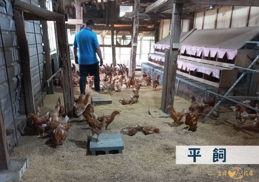 《動物福利雞的一天》認識動物福利飼養×餵雞體驗 