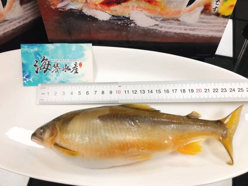山泉界女王爆卵母香魚 母香魚
