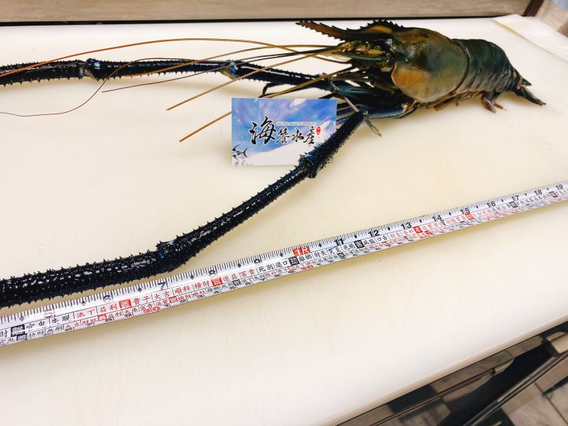 斯里蘭卡長臂蝦（每尾一斤以上） 
