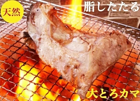 日本青甘魚下巴（寒鰤） 