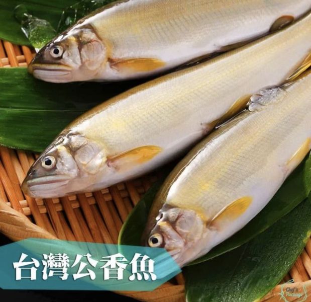 山泉女王他老公-公香魚兩尾半斤以上 