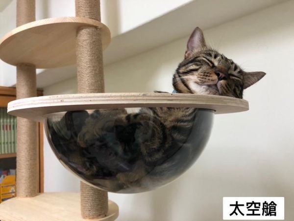 換購貓勺 貓跳台,實木貓跳台,實木抓柱,貓咪,貓咪玩具,胖貓,幼貓,老貓,貓,熟齡貓,終生保固,貓咪家具,原木貓跳台,跳台,Turtle CAT