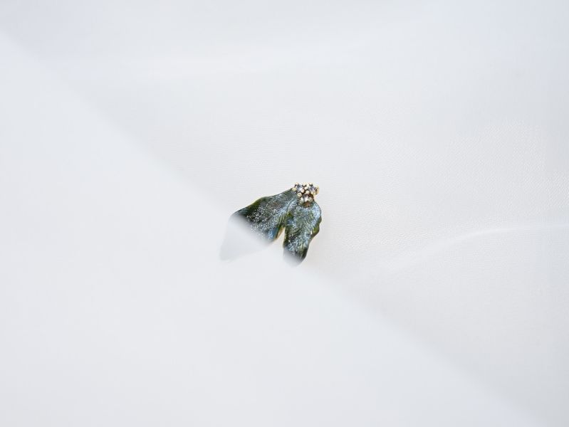 Xmas | Emerald * 翠綠 黃銅 冷琺瑯 聖誕紅耳環 交換禮物 植物耳環 純銀耳針耳環 聖誕禮物 聖誕紅花耳環 葉子耳環 閨蜜禮物