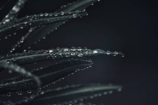 Hydromancy | 水占術系列 - 雨露耳環 * 三色 淡水天然迷你珍珠細耳環