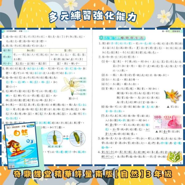 奇鼎國小 115上《課堂精華評量》適用南一 國小1~6年級 國語/數學/生活/自然/社會 附解答 附5回月考複習卷 115上, 奇鼎, 國小評量, 課堂精華評量, 南一版, 國語, 數學, 自然, 生活, 社會, 附解答, 月考複習卷, 安親班, 條列重點, 考前複習