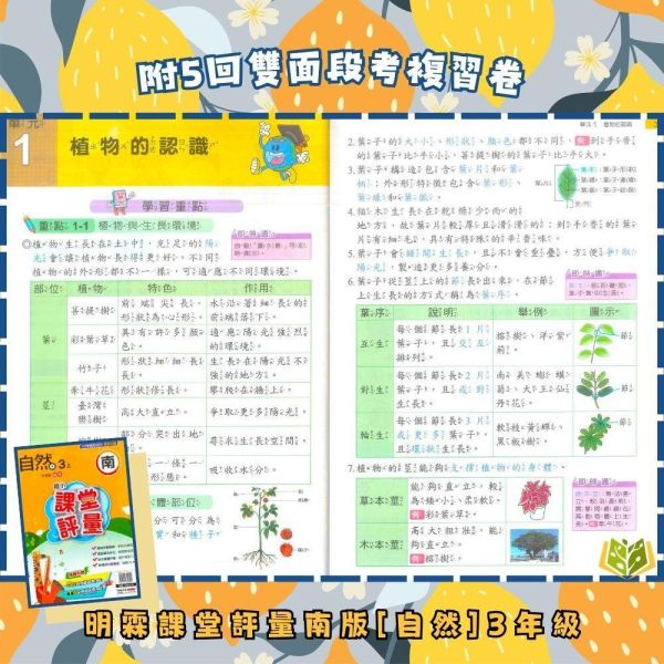 明霖國小 115上｜【課堂評量】國小評量｜適用南一版｜國小1~6年級｜國語/數學/生活/自然/社會｜附解答＋5回月考複習卷＋1回全冊複習卷 明霖國小115上,課堂評量,南一版,國小評量,國語評量,數學評量,生活評量,自然評量,社會評量,月考複習卷,全冊複習卷,附解答