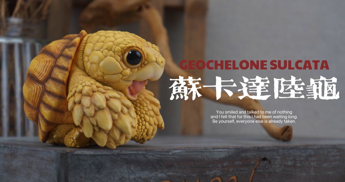 【預定】博物志 2025噸噸動物園龜4 蘇卡達／黃緣 
