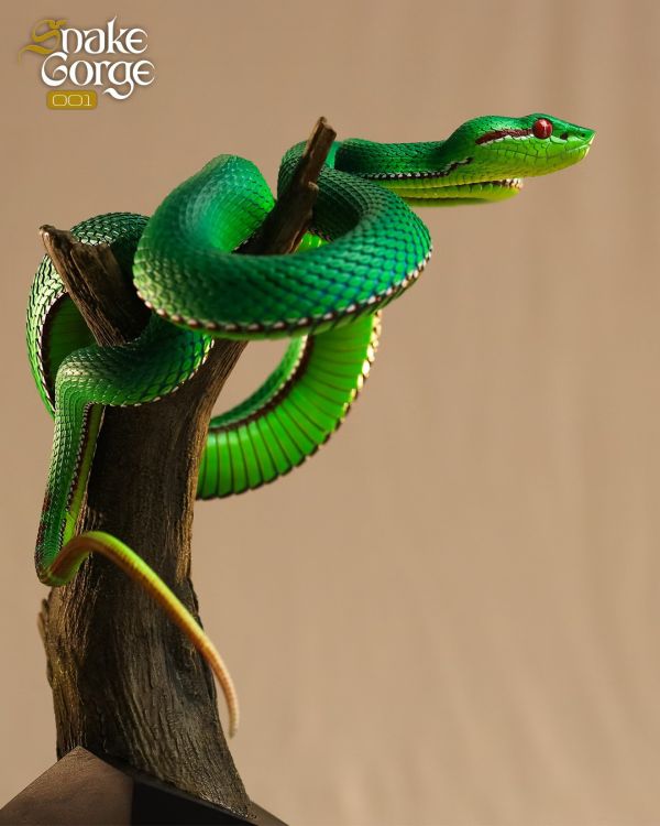 【海外代購】snakeGorae 海島竹葉青蛇 岡氏竹葉青蛇 