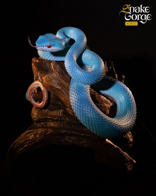 【海外代購】snakeGorae 海島竹葉青蛇 岡氏竹葉青蛇 