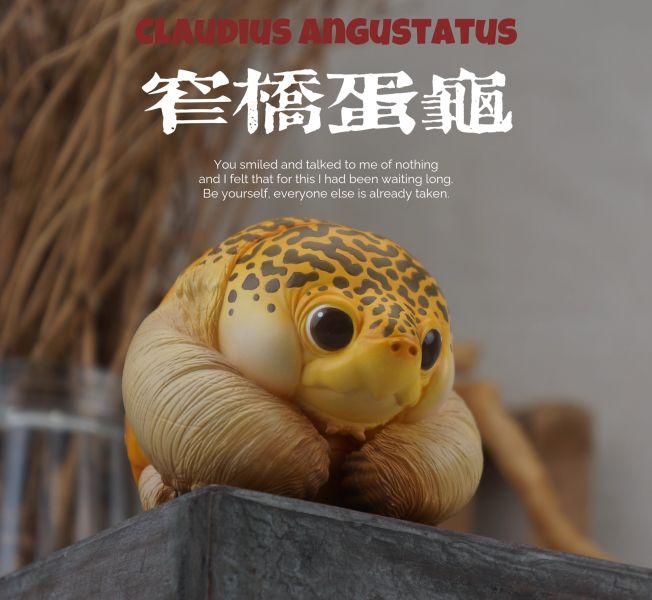 【預定】博物誌原廠 2025噸噸動物園龜6彈 