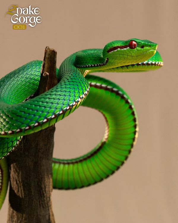 【海外代購】snakeGorae 海島竹葉青蛇 岡氏竹葉青蛇 