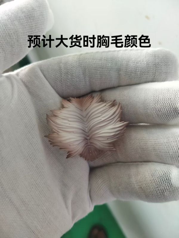 【R18-預定】TusK 獠牙 火男 史爾特爾 