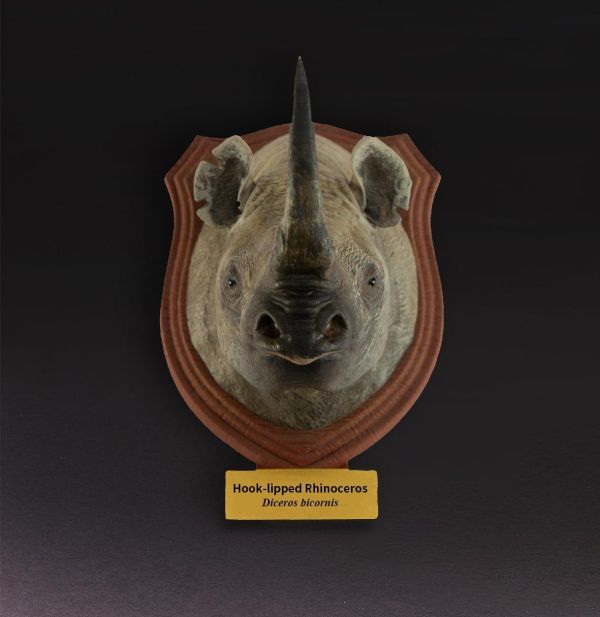 【預定】動物星雲 世界動物大圖鑑第2彈 