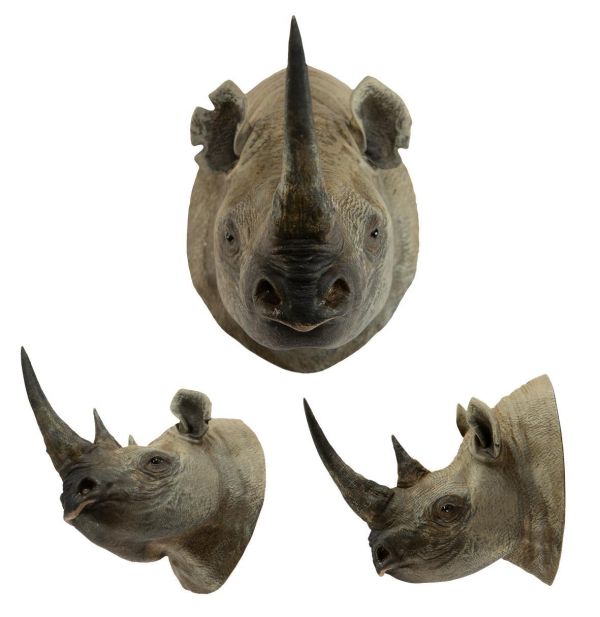 【預定】動物星雲 世界動物大圖鑑第2彈 