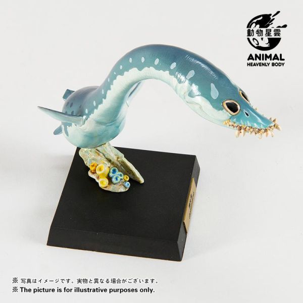 【預定】動物星雲 圓古生物 第五彈薄片龍，滄龍，滑齒龍（限時預定全套3只贈送特典） 