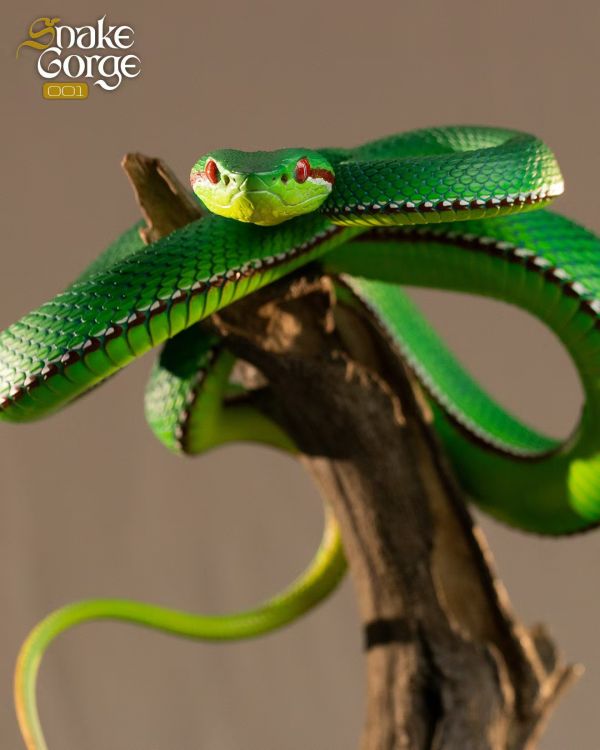 【海外代購】snakeGorae 海島竹葉青蛇 岡氏竹葉青蛇 