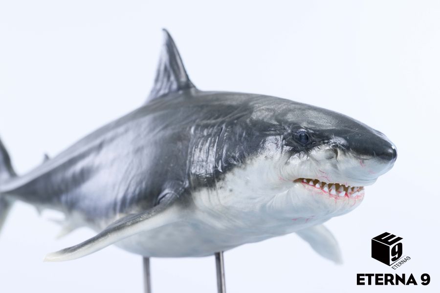 【預定】E9 海洋生物系列系列 鯊魚 靜態 