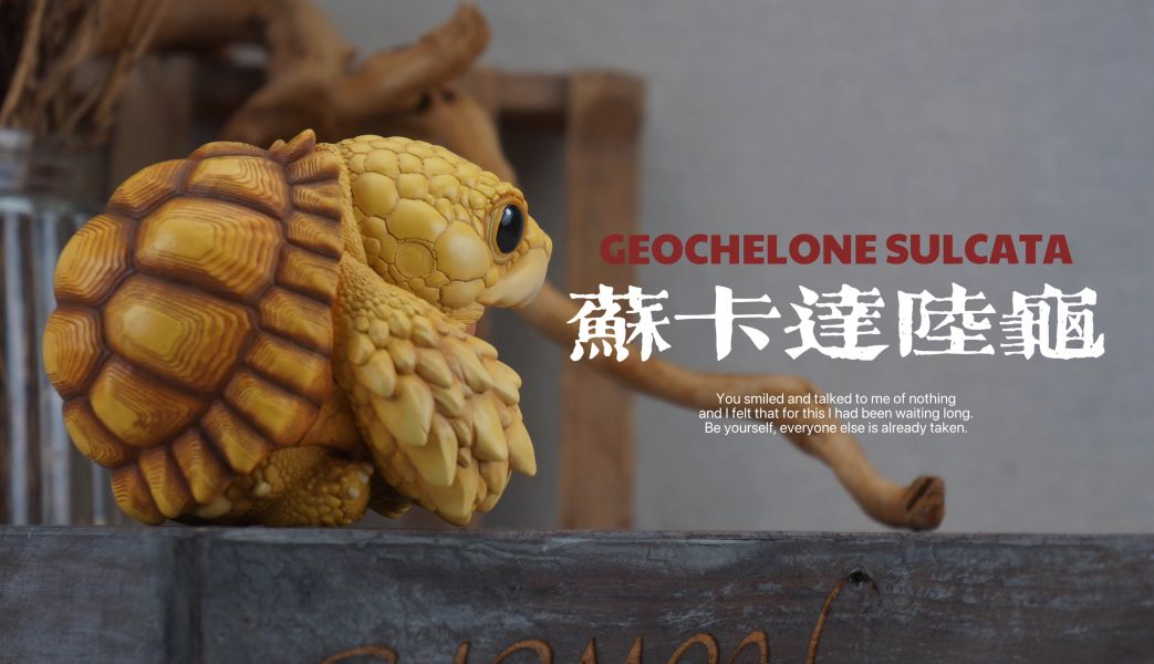 【預定】博物志 2025噸噸動物園龜4 蘇卡達／黃緣 