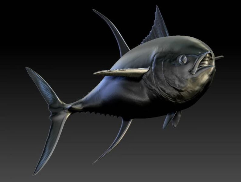 【預定】須彌 海洋系列 太平洋藍鰭 黃鰭 南方藍鰭 長鰭 