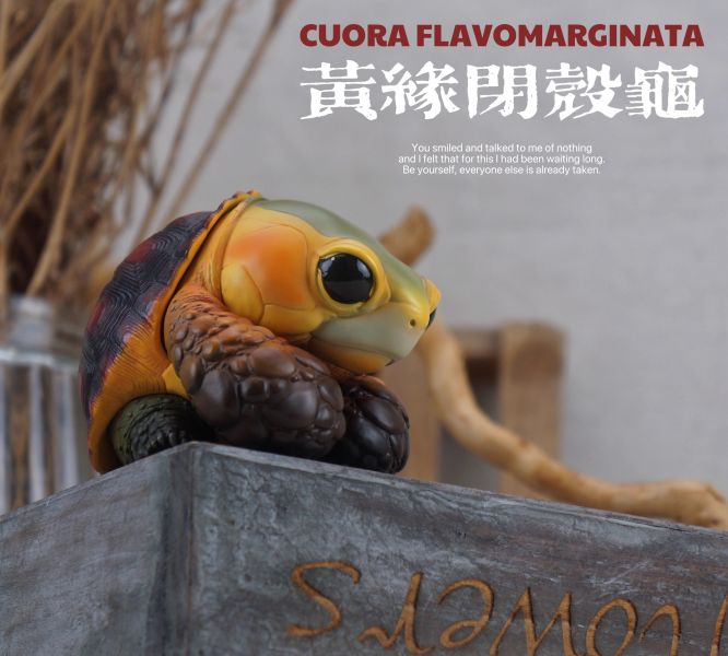 【預定】博物志 2025噸噸動物園龜4 蘇卡達／黃緣 