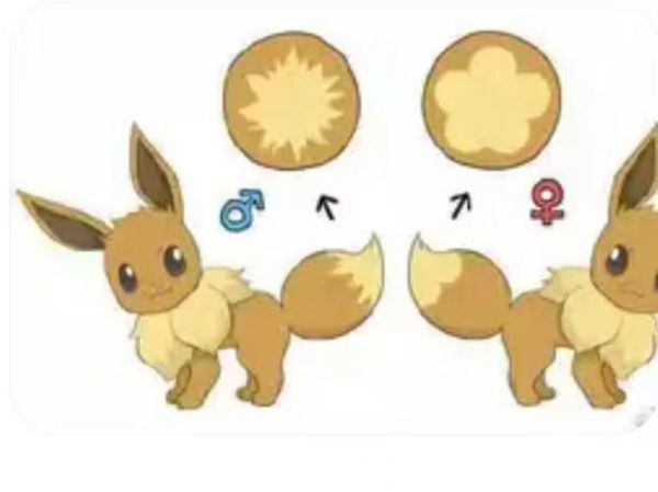 【預定】月影殿 自然系列伊布第五彈 伊布皮卡丘 