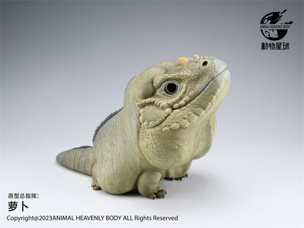 【海外代購】動物星球 犀牛鬣蜥PLUS版 