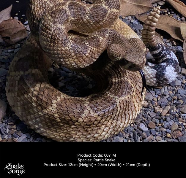 【預定】萬蛇谷 snakegorge 007_M 西部菱斑響尾蛇 