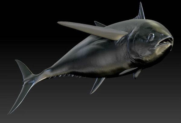 【預定】須彌 海洋系列 太平洋藍鰭 黃鰭 南方藍鰭 長鰭 