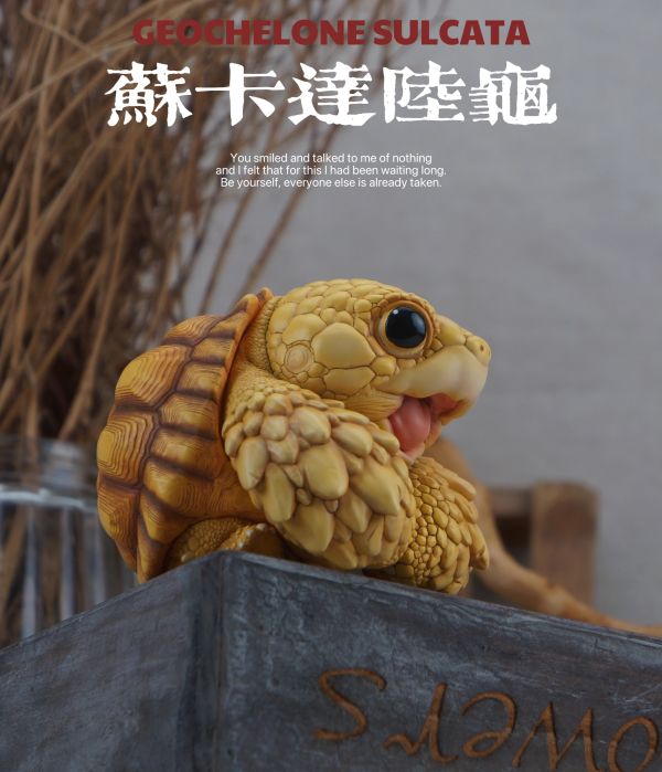 【預定】博物志 2025噸噸動物園龜4 蘇卡達／黃緣 