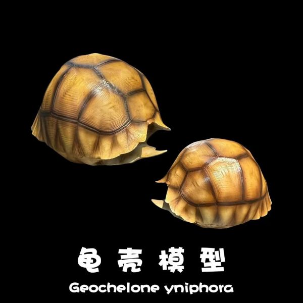 【預定】博物誌 模擬龜殼系列 第一彈 安哥洛卡 
