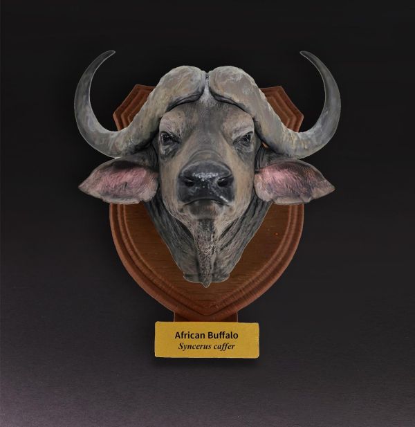 【預定】動物星雲 世界動物大圖鑑第2彈 