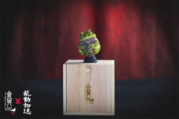 【預定】滄溟 角蛙與蝌蚪 