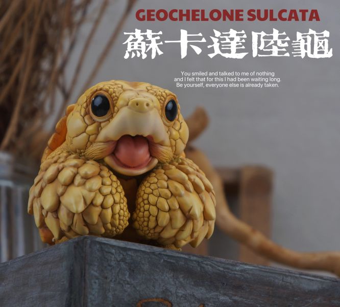 【預定】博物志 2025噸噸動物園龜4 蘇卡達／黃緣 