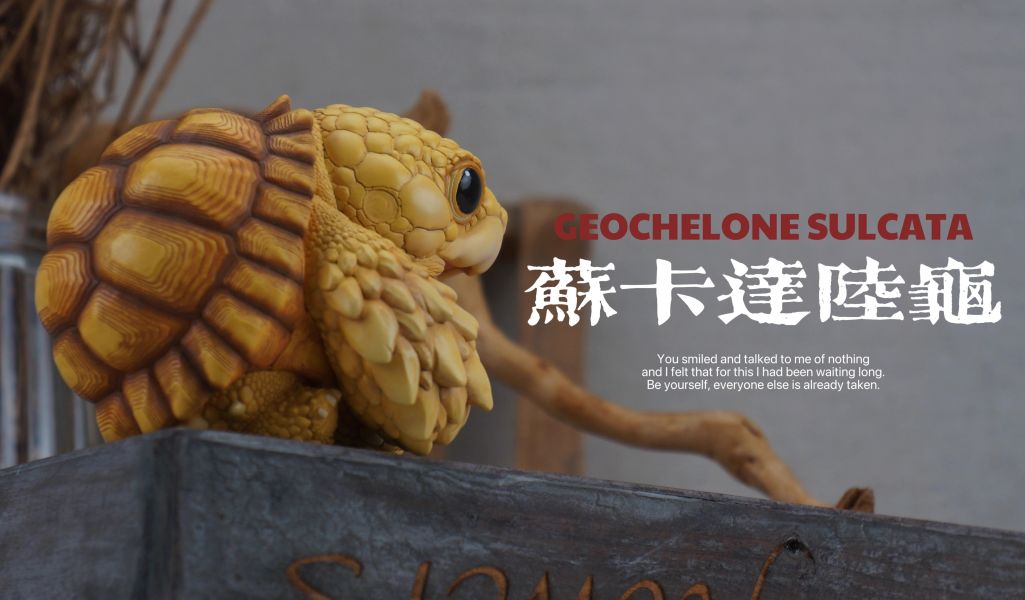【預定】博物志 2025噸噸動物園龜4 蘇卡達／黃緣 