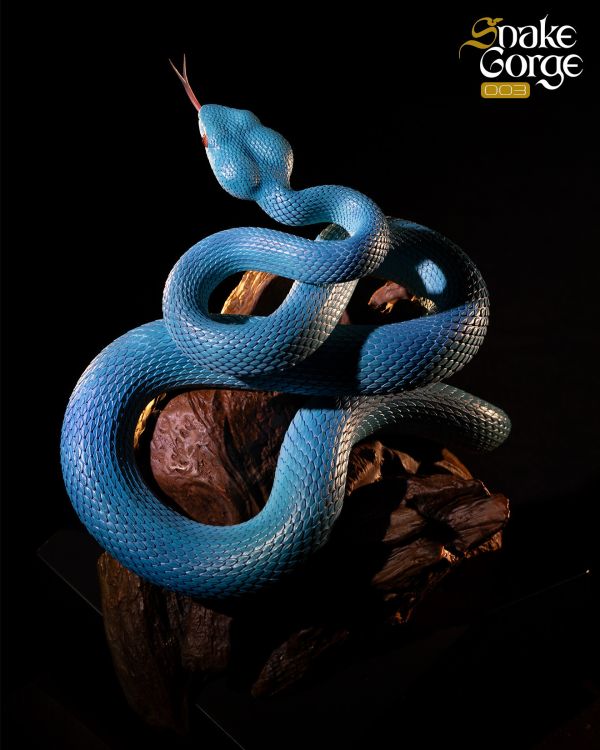 【海外代購】snakeGorae 海島竹葉青蛇 岡氏竹葉青蛇 