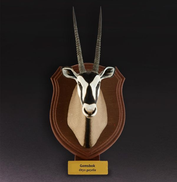 【預定】動物星雲 世界動物大圖鑑第2彈 