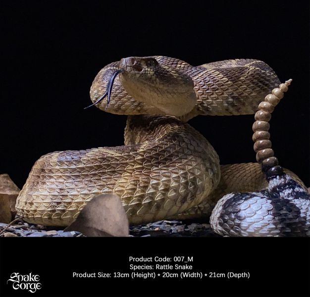 【預定】萬蛇谷 snakegorge 007_M 西部菱斑響尾蛇 