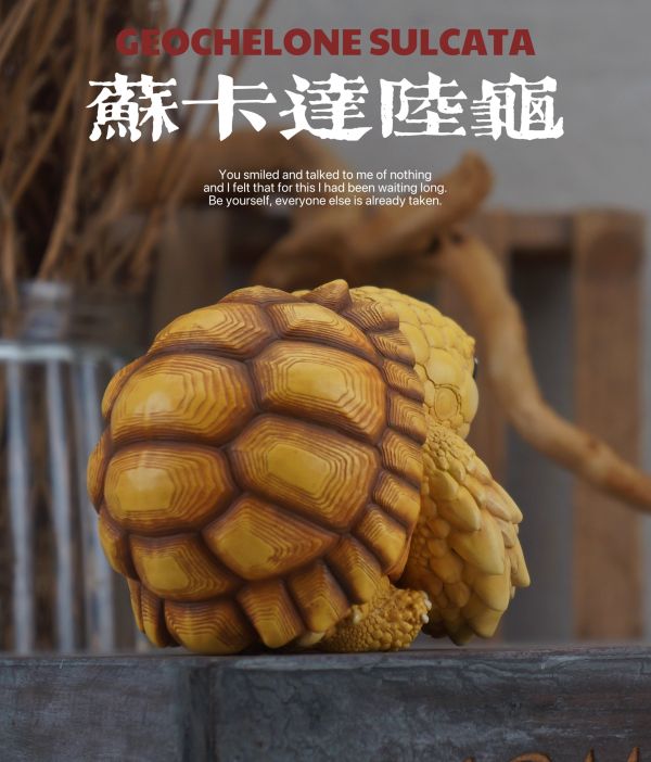 【預定】博物志 2025噸噸動物園龜4 蘇卡達／黃緣 