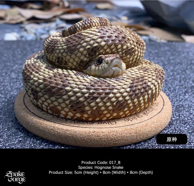 【預定】萬蛇谷 snakegorge 017 豬鼻蛇 