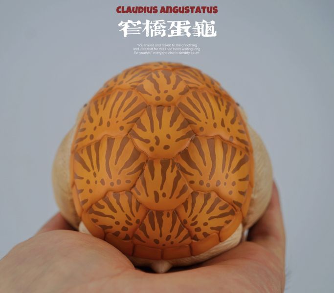 【預定】博物誌原廠 2025噸噸動物園龜6彈 