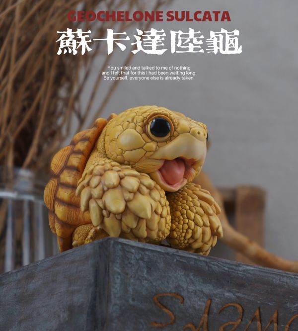 【預定】博物志 2025噸噸動物園龜4 蘇卡達／黃緣 