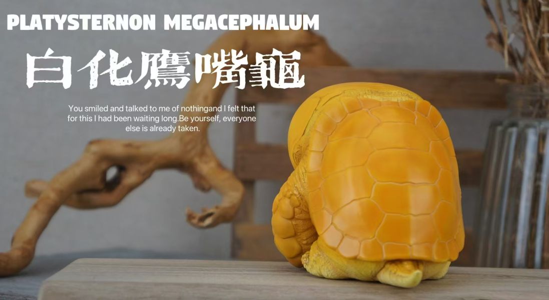【海外代購】博物志 2024噸動噸物園龜2 第2彈 鷹龜嘴和豬鼻龜 