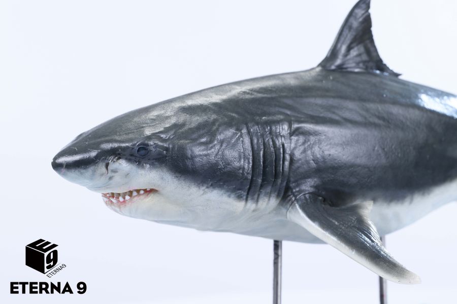 【預定】E9 海洋生物系列系列 鯊魚 靜態 